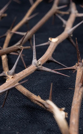 Hawthorn Branch | Witchcraft Herbs