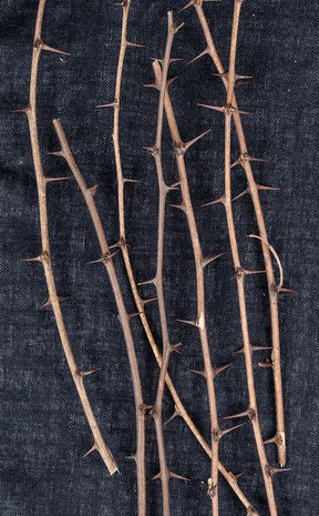 Hawthorn Branch | Witchcraft Herbs