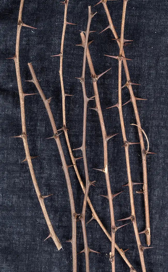 Hawthorn Branch | Witchcraft Herbs