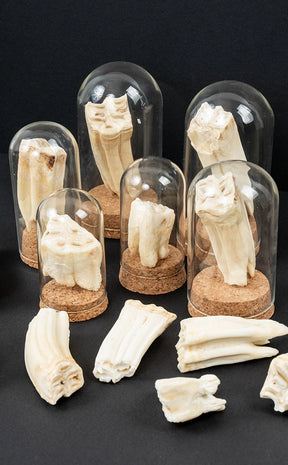 Horse Teeth