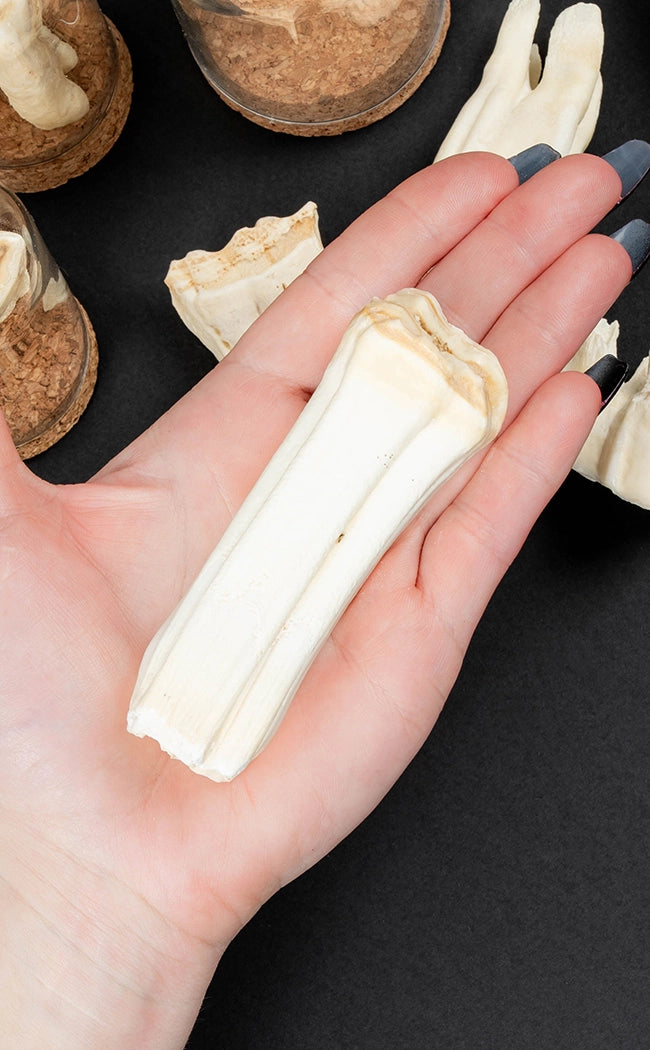 Horse Teeth