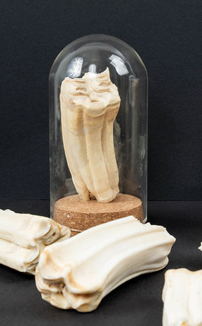 Horse Teeth