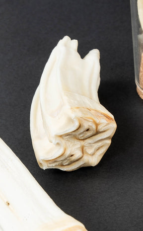 Horse Teeth