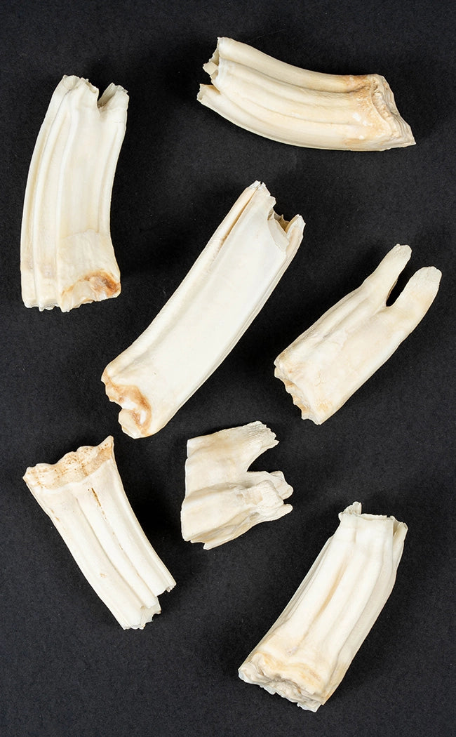 Horse Teeth