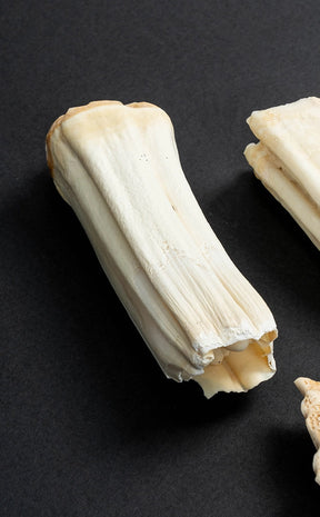 Horse Teeth