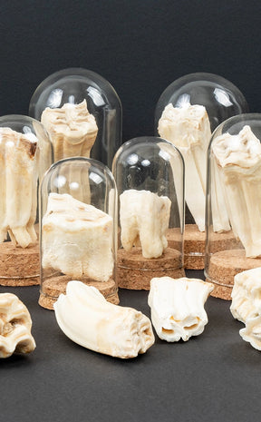 Horse Teeth