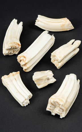 Horse Teeth
