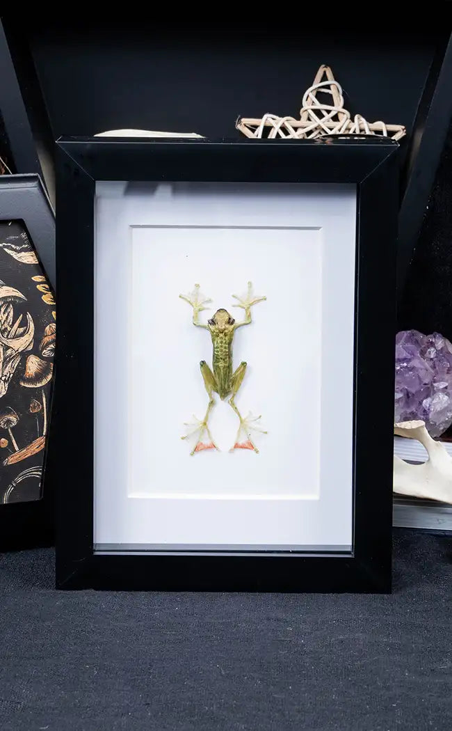 Jade Tree Frog Taxidermy in Shadow Box