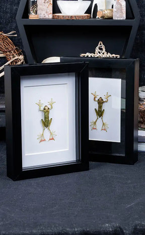 Jade Tree Frog Taxidermy in Shadow Box