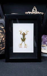 Jade Tree Frog Taxidermy in Shadow Box