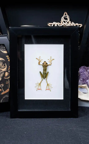 Jade Tree Frog Taxidermy in Shadow Box