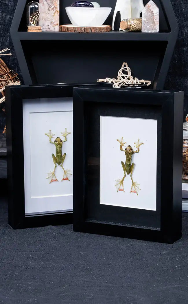 Jade Tree Frog Taxidermy in Shadow Box