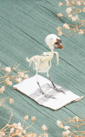 Javan Munia Finch Articulated Bird Skeleton