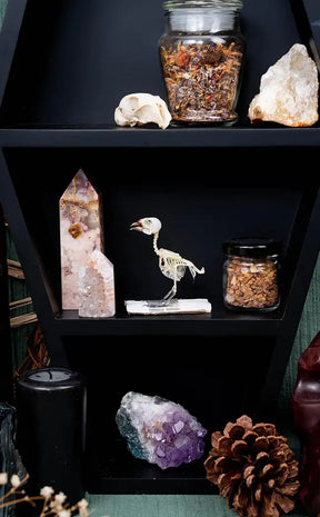 Javan Munia Finch Articulated Bird Skeleton