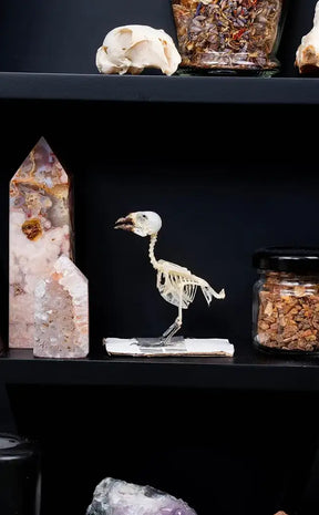 Javan Munia Finch Articulated Bird Skeleton