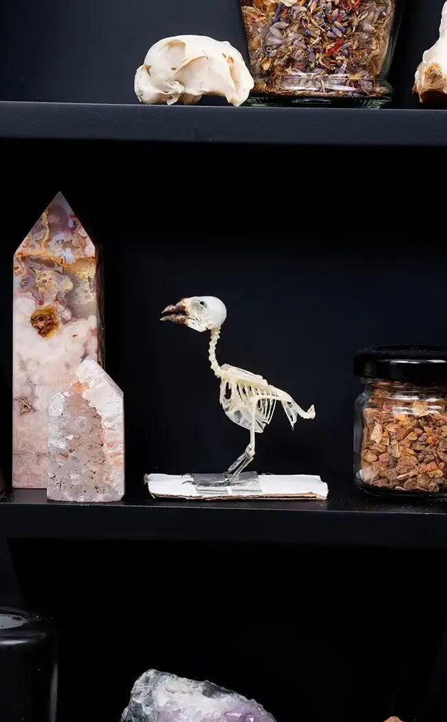 Javan Munia Finch Articulated Bird Skeleton
