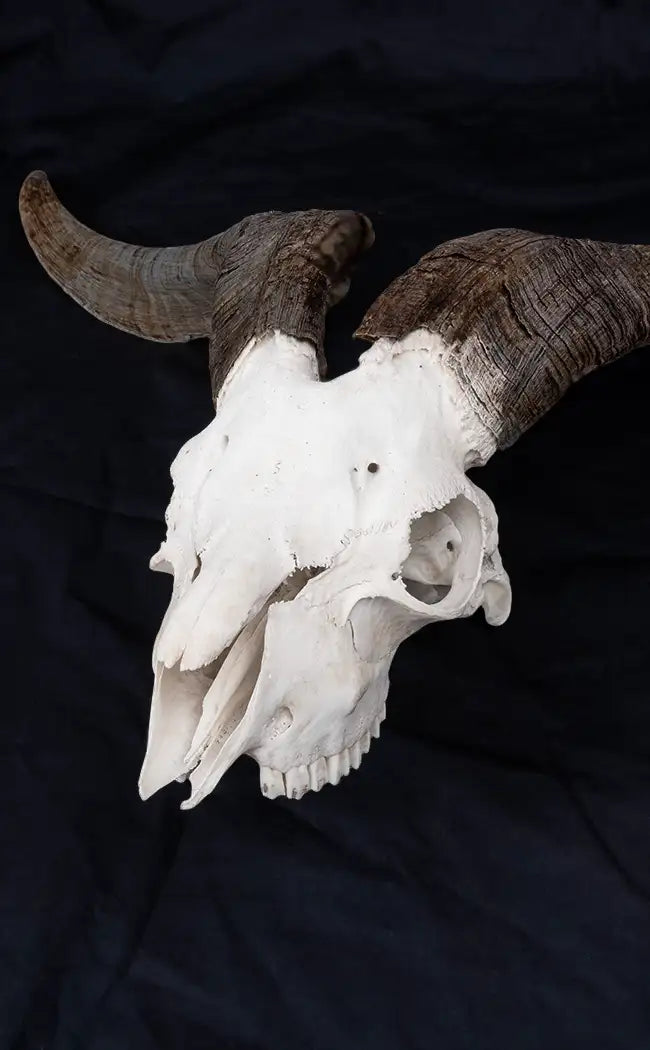 Large Goat Skull with Horns