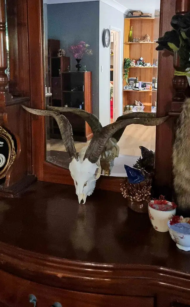 Large Goat Skull with Horns