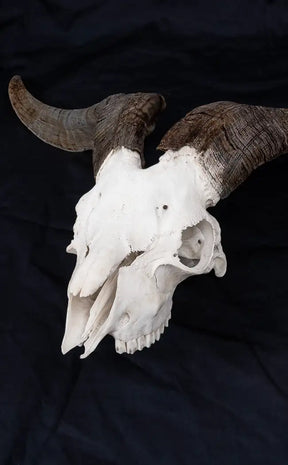 Large Goat Skull with Horns