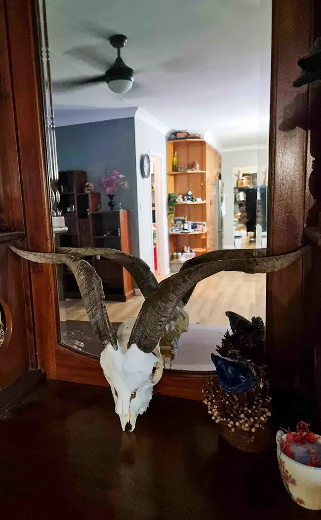 Large Goat Skull with Horns