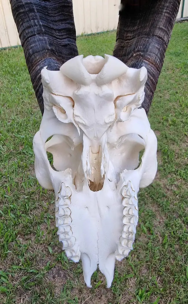 Large Goat Skull with Horns