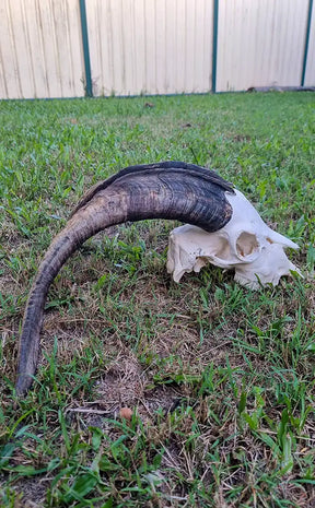 Large Goat Skull with Horns
