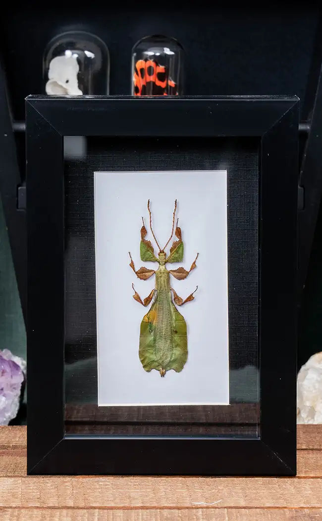 Leaf Insect in Shadow Box Frame