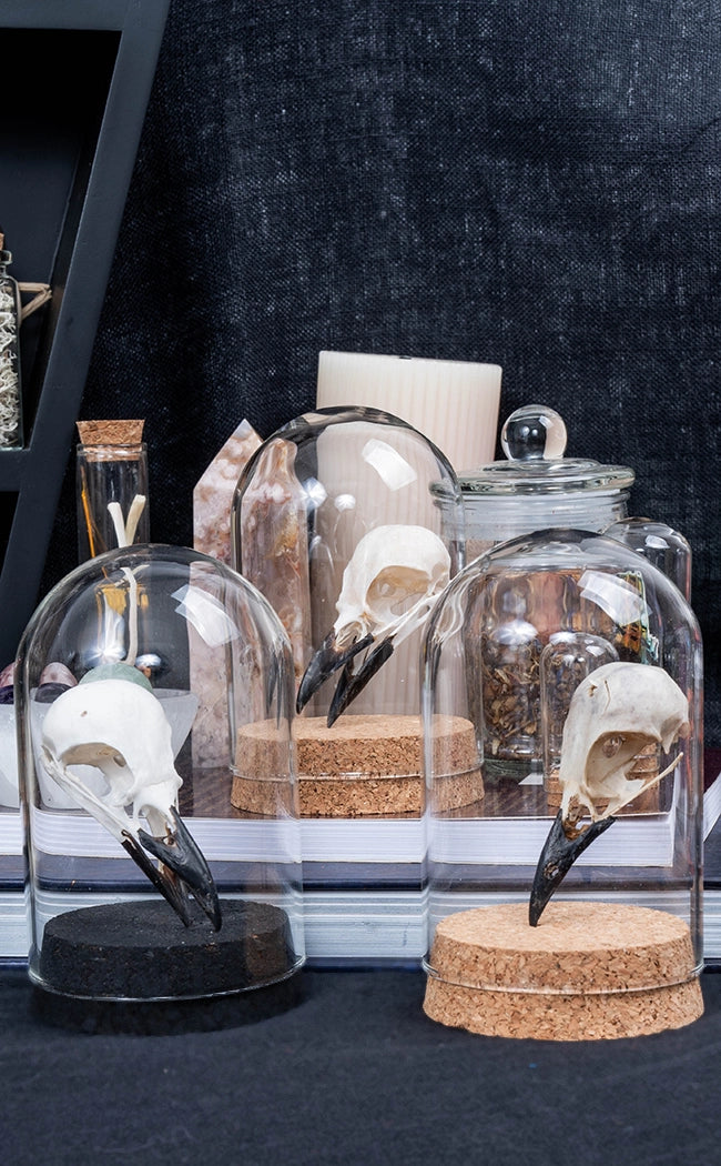 Magpie Skull in Glass Dome