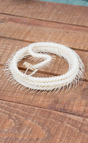 Malayan Krait Complete Coiled Snake Skeleton