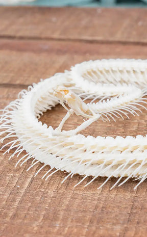 Malayan Krait Complete Coiled Snake Skeleton
