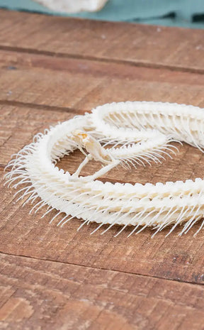 Malayan Krait Complete Coiled Snake Skeleton