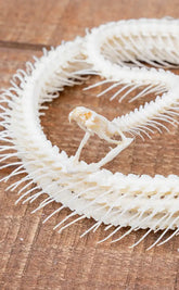 Malayan Krait Complete Coiled Snake Skeleton