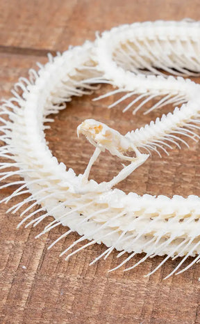 Malayan Krait Complete Coiled Snake Skeleton