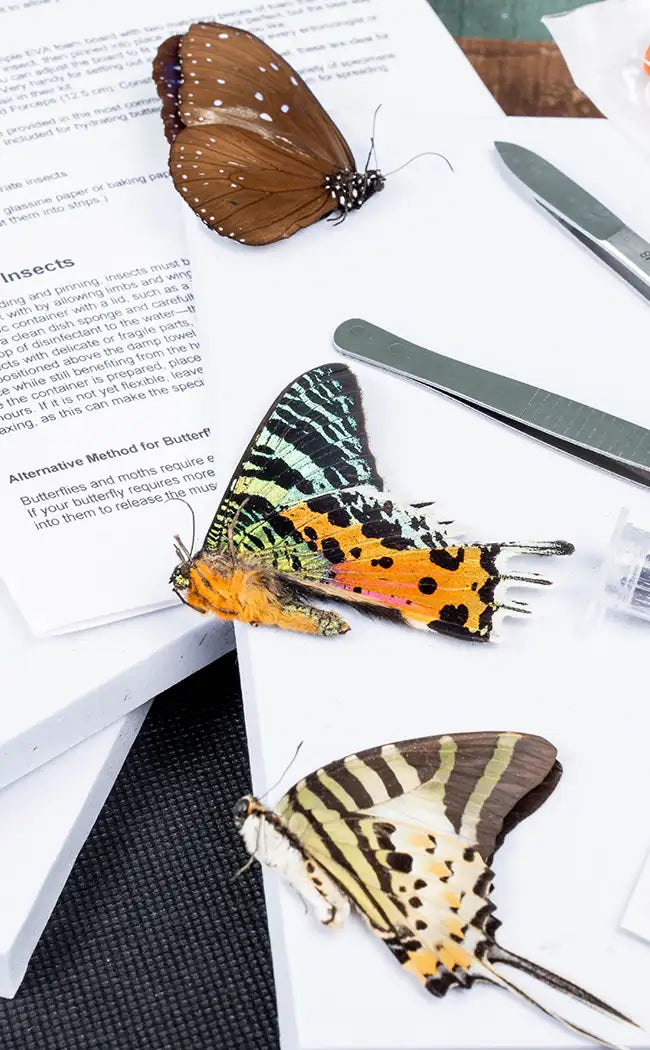 Mixed Butterfly Specimen Packs!