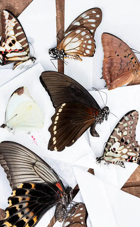Mixed Butterfly Specimen Packs!