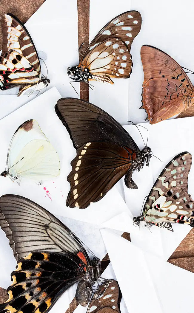 Mixed Butterfly Specimen Packs!