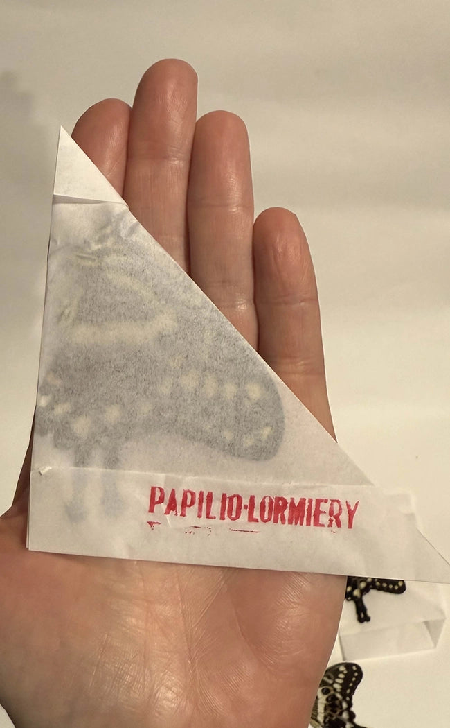 Mixed Butterfly Specimen Packs!