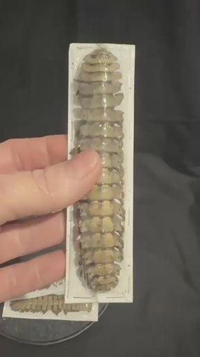 Specimen | Millipede (Polydesmus angustus)