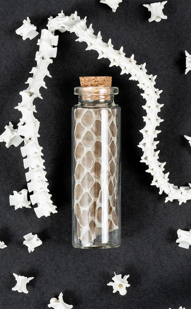 Rattle Snake Vertebrae Bones in Glass Jar