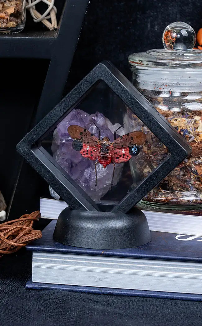 Red Lanternfly in Display Case