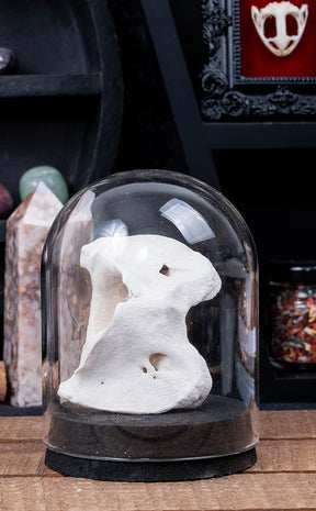 Sheep & Goat Atlas Vertebrae