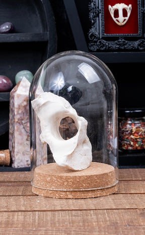 Sheep & Goat Atlas Vertebrae