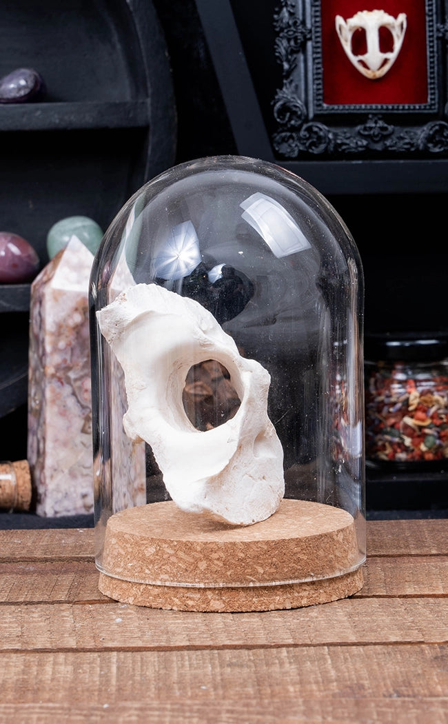 Sheep & Goat Atlas Vertebrae