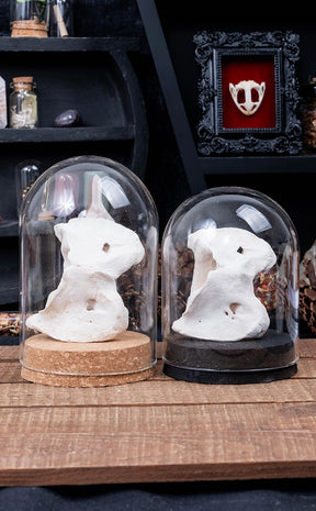 Sheep & Goat Atlas Vertebrae