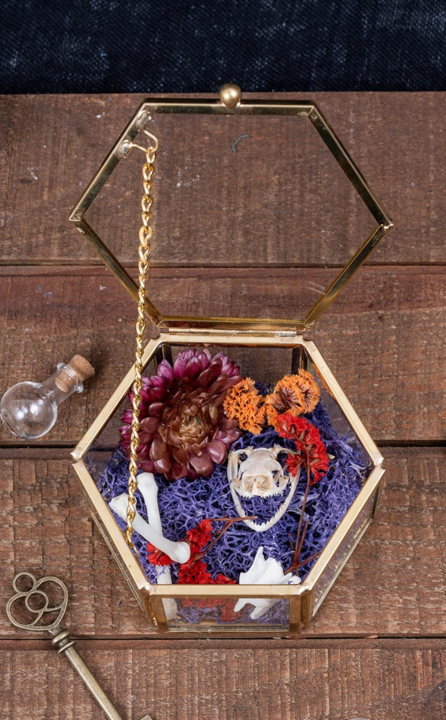 Snake Skull & Bones in Glass Trinket Box