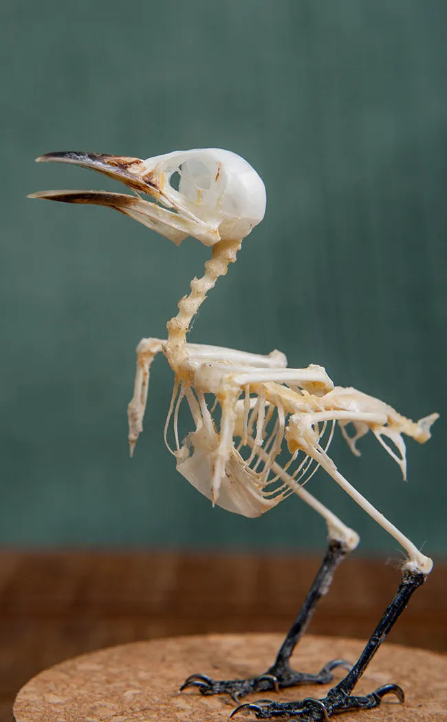 Sooty-Headed Bulbul Bird Skeleton or Skull