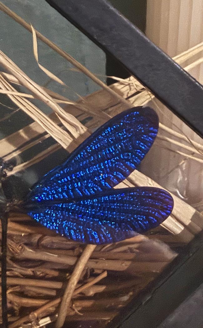 Sparkly Sapphire Blue Dragonfly Specimen