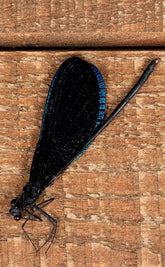 Sparkly Sapphire Blue Dragonfly Specimen