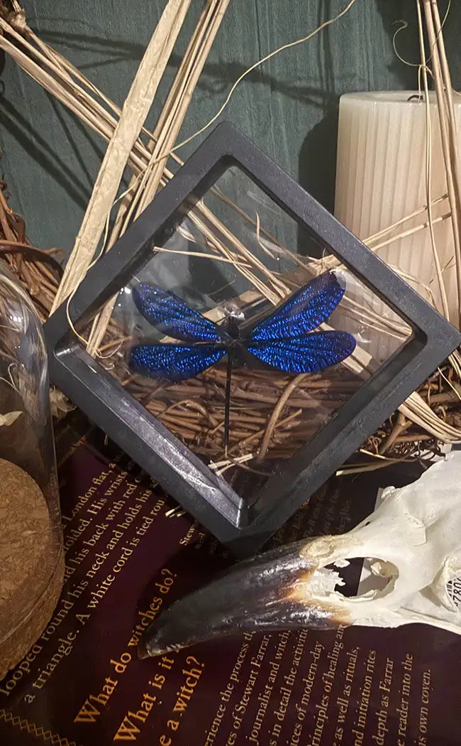 Sparkly Sapphire Blue Dragonfly Specimen