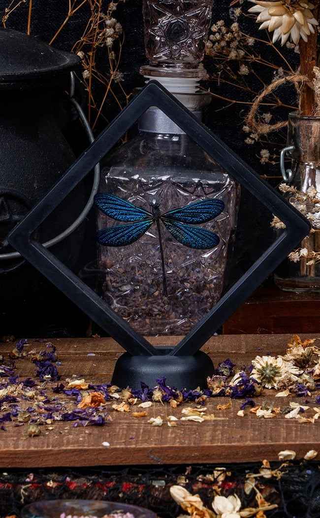 Sparkly Sapphire Blue Dragonfly Specimen